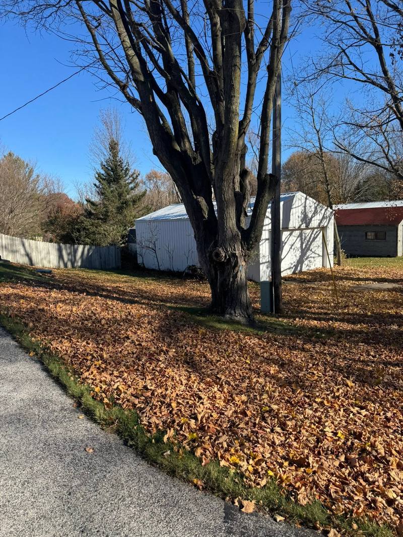 Before: backyard and driveway edge buried in leaves