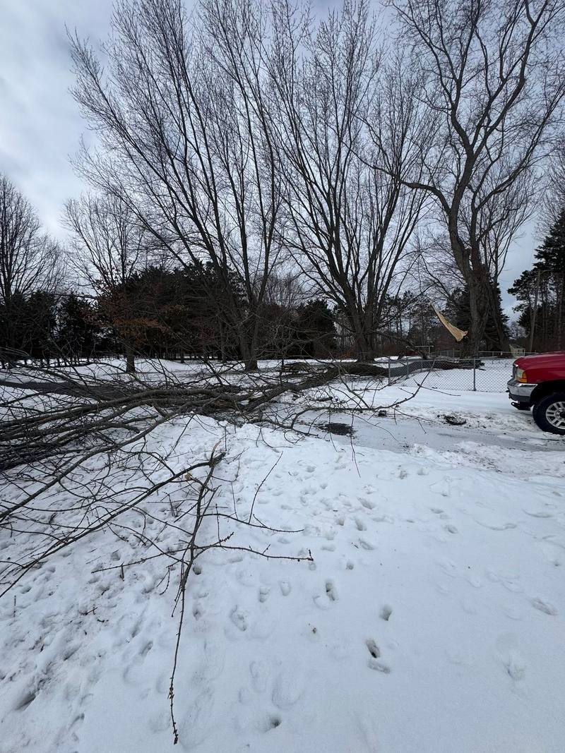 Downed branches across a snowy yard after an ice storm