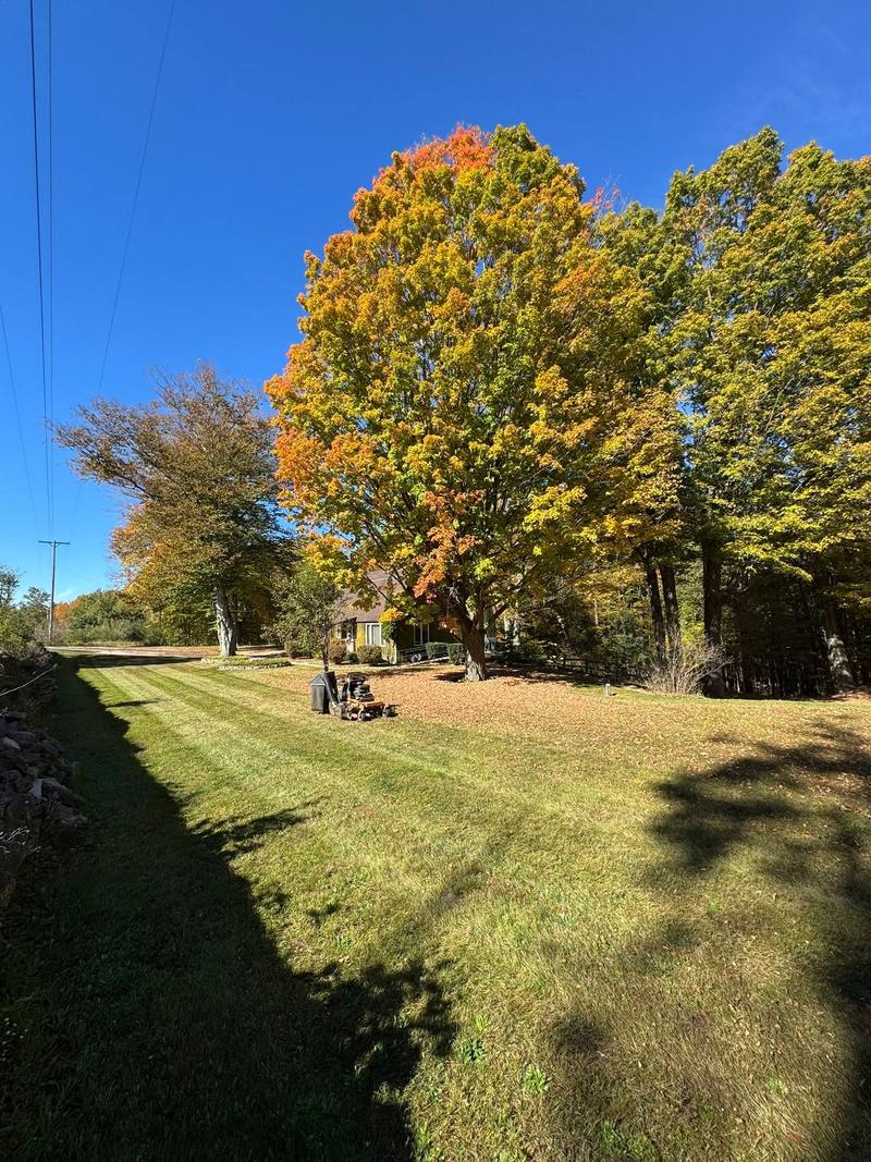 Mowed lawn edge under orange and yellow fall maples