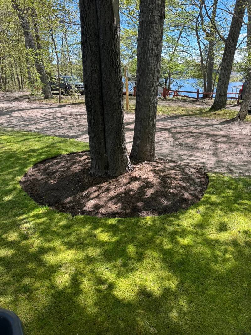 Fresh mulch ring around a twin trunk tree on a green lawn