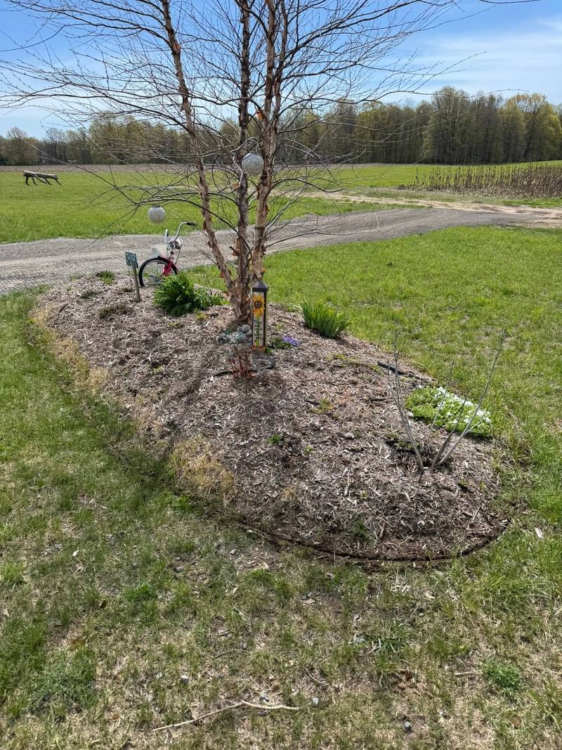 Oval landscape island with a birch tree in a wide lawn