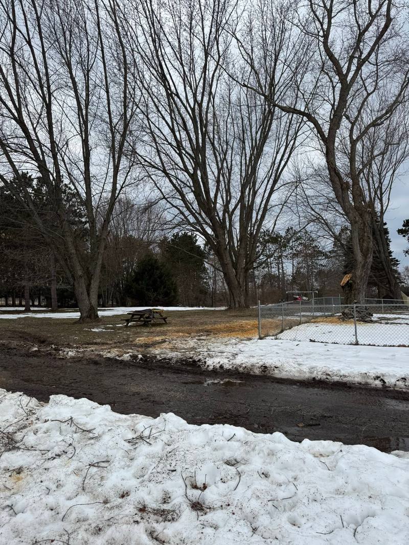 Storm branches along a yard as the snow melts