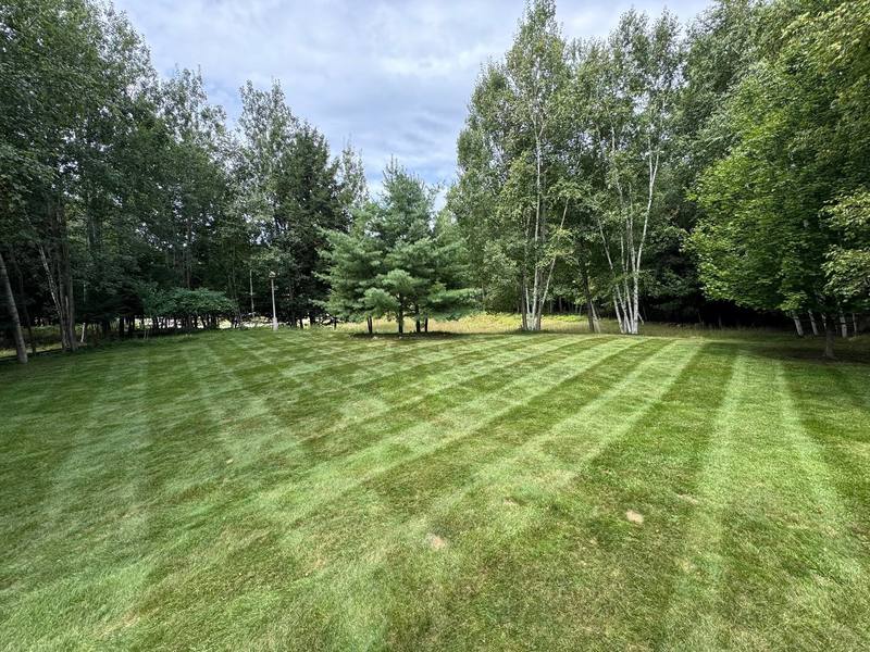 Striped lawn bordered by white birch and pine trees