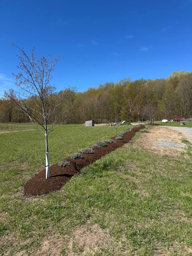 Long mulch bed with young plants and trees along the edge of a field